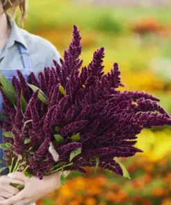 Pygmy Torch Amaranthus caudatus Flower Seeds - 500+ Compact Red Seeds - Outdoor - Image 2