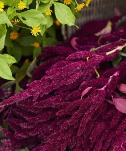 Pygmy Torch Amaranthus caudatus Flower Seeds - 500+ Compact Red Seeds - Outdoor - Image 3