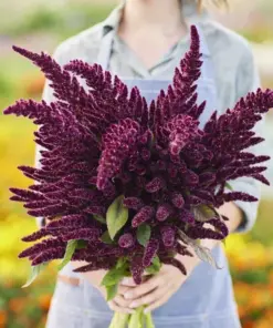 Pygmy Torch Amaranthus caudatus Flower Seeds - 500+ Compact Red Seeds - Outdoor - Image 1