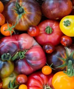 Rainbow Beefsteak Tomato Seeds - Heirloom, Non-GMO Vegetable Seeds - Fresh Garden Seeds - Image 1