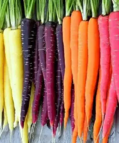 Rainbow Blend Carrot Seeds - Heirloom, Non-GMO Vegetable Garden Seeds - Annual - Indoor/Outdoor - Image 3
