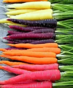 Rainbow Carrot Seeds - Heirloom Vegetable Seeds - 25-35 Seeds - Non-GMO - Image 1