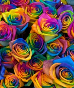 Rainbow Rose Flower Seeds - 50 Pcs Multi-Color Perennial Rose Seeds for Home Garden - Indoor/Outdoor - Image 2