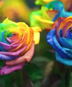 Rainbow Rose Flower Seeds - 50 Pcs Multi-Color Perennial Rose Seeds for Home Garden - Indoor/Outdoor - Image 3