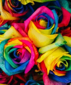 Rainbow Rose Flower Seeds - 50 Pcs Multi-Color Perennial Rose Seeds for Home Garden - Indoor/Outdoor - Image 4