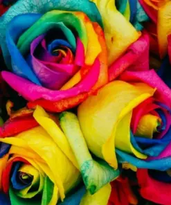 Rainbow Rose Flower Seeds - 50 Pcs Multi-Color Perennial Rose Seeds for Home Garden - Indoor/Outdoor - Image 1