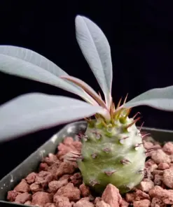 Rare Euphorbia Pachypodioides Seeds - Exotic Succulent Cacti Plant Seeds - 5 Count - Outdoor - Image 2