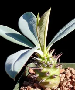 Rare Euphorbia Pachypodioides Seeds - Exotic Succulent Cacti Plant Seeds - 5 Count - Outdoor - Image 3