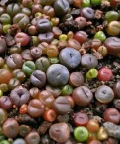 Rare Lithops Mix Seeds - Living Stones Succulent Cactus Seeds - Desert Rock Seed - 50 Seeds - Indoor/Outdoor - Image 2