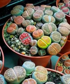 Rare Lithops Mix Seeds - Living Stones Succulent Cactus Seeds - Desert Rock Seed - 50 Seeds - Indoor/Outdoor - Image 1