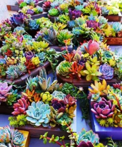 Rare Lithops Mix Succulent Seeds - Exotic Living Stones Desert Rock Plant - 50+ Seeds - Image 3