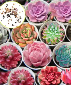 Rare Lithops Mix Succulent Seeds - Exotic Living Stones Desert Rock Plant - 50+ Seeds - Image 4