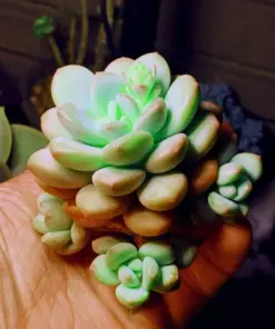 Rare Lithops Mix Succulent Seeds - Exotic Living Stones Desert Rock Plant - 50+ Seeds - Image 5