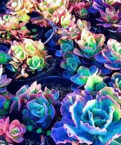 Rare Lithops Mix Succulent Seeds - Exotic Living Stones Desert Rock Plant - 50+ Seeds - Image 1