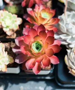 Rare Lithops Mix Succulent Seeds - Exotic Living Stones Desert Rock Plant - 50+ Seeds - Image 9