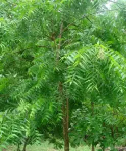 Rare Neem Tree Plant & Seeds - Azadirachta indica - Non-GMO - Potted/Grown Seeds - Image 3