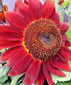 Rare Red Sun Sunflower Seeds - Beautiful Tall Cut Flower Seeds - 75+ Non-GMO Heirloom - Outdoor - Image 2
