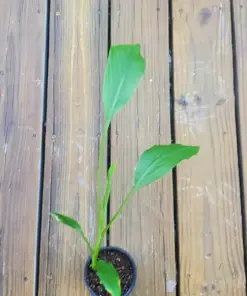 Rare White Turmeric Live Plant - Curcuma Zeodaria Flowering Ginger - 5-10 inches - Indoor/Outdoor - Image 2