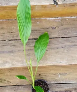 Rare White Turmeric Live Plant - Curcuma Zeodaria Flowering Ginger - 5-10 inches - Indoor/Outdoor - Image 1