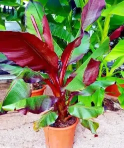 Red Abyssinian False Banana Tree Seeds - Musa Ensete ventricosum - 5 Rare Seeds - Indoor/Outdoor - Image 3