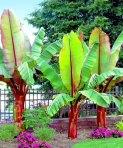 Red Abyssinian False Banana Tree Seeds - Musa Ensete ventricosum - 5 Rare Seeds - Indoor/Outdoor - Image 1
