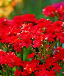 Red Alyssum Seeds - Sweet Carpet Flower Seeds - Perennial - Very Easy Grow - Indoor/Outdoor - Image 2