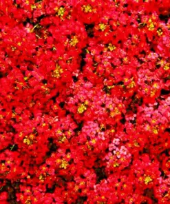 Red Alyssum Seeds - Sweet Carpet Flower Seeds - Perennial - Very Easy Grow - Indoor/Outdoor - Image 1