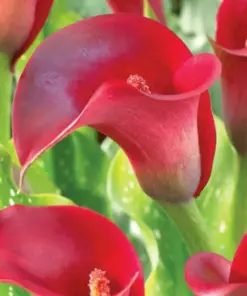 Red Calla Lily Seeds - Zantedeschia Aethiopica - Easy Grow Flower Seeds for Indoor/Outdoor - Image 3