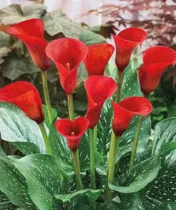 Red Calla Lily Seeds - Zantedeschia Aethiopica - Easy Grow Flower Seeds for Indoor/Outdoor - Image 4