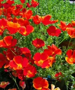 Red Chief California Poppy Flower Seeds - Non-GMO, Fast Growing - 200+ Seeds - Image 1