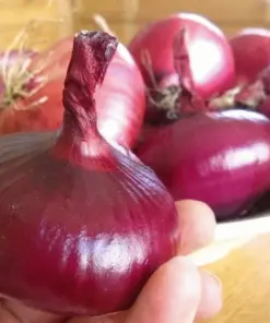 Red Cippolini Onion Seeds - 5000+ Count Non-GMO Heirloom Vegetable Seed Pack - Easy Grow - Image 2