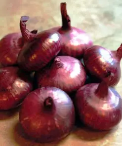Red Cippolini Onion Seeds - 5000+ Count Non-GMO Heirloom Vegetable Seed Pack - Easy Grow - Image 3