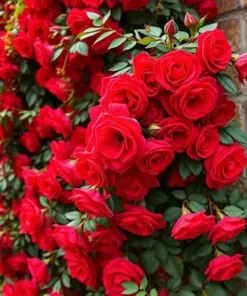 Red Climbing Rose Seeds - Rare Heirloom Variety - 20 Count - Outdoor Garden - Image 2