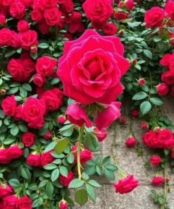 Red Climbing Rose Seeds - Rare Heirloom Variety - 20 Count - Outdoor Garden - Image 3