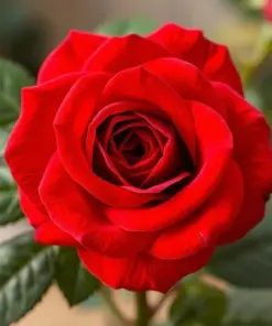 Red Climbing Rose Seeds - Rare Heirloom Variety - 20 Count - Outdoor Garden - Image 1