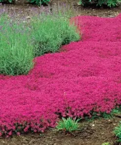 Red Creeping Thyme Seeds - Groundcover Perennial - 1000+ Non-GMO Seeds - Outdoor - Image 2