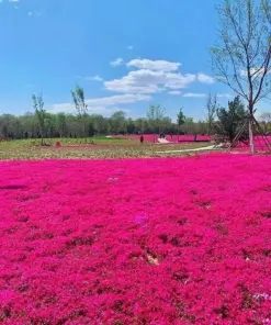 Red Creeping Thyme Seeds - Groundcover Perennial - 1000+ Non-GMO Seeds - Outdoor - Image 3