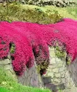 Red Creeping Thyme Seeds - Groundcover Perennial - 1000+ Non-GMO Seeds - Outdoor - Image 1