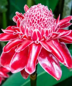 Red Curcuma Flower Plant - 3 Root Rhizomes - Fast Grow Turmeric - Indoor/Outdoor - Image 1