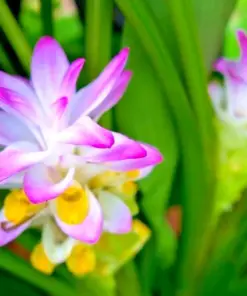 Red Curcuma Flower Plant - 3 Root Rhizomes - Fast Grow Turmeric - Indoor/Outdoor - Image 1