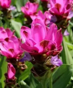 Red Curcuma Flower Plant - Fast Grow Turmeric Rhizomes - 3 Roots - Indoor/Outdoor - Image 1