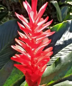 Red Curcuma Flower Plant Rhizomes - 3 Root Rhizomes - Fast Growing Turmeric - Indoor/Outdoor - Image 1