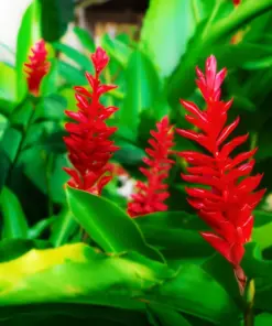 Red Curcuma Flower Plant Rhizomes - 8oz Fast Growing Turmeric - Indoor/Outdoor - Image 2