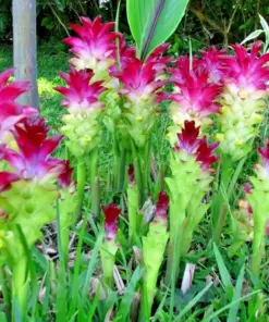 Red Curcuma Plant Rhizomes - Turmeric Flower Live Plant - 16oz Fast Grow - Indoor/Outdoor - Image 1