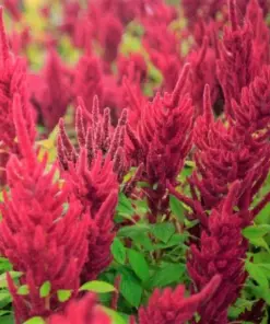 Red Garnet Amaranth Seeds - Amaranthus caudatus - 500+ Seeds - Edible & Flowering - Image 2