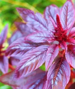 Red Garnet Amaranth Seeds - Amaranthus caudatus - 500+ Seeds - Edible & Flowering - Image 3