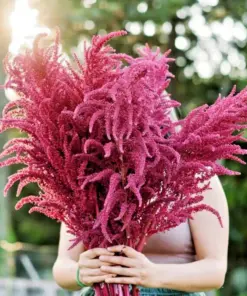 Red Garnet Amaranth Seeds - Amaranthus caudatus - 500+ Seeds - Edible & Flowering - Image 1