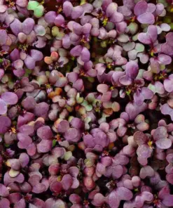 Red Garnet Mustard Microgreen Seeds - Heirloom, Non-GMO Sprouting Seeds - Very Easy Grow - Image 1