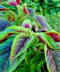 Red Green Amaranth Spinach Seeds - Vegetable - 4000+ Seeds - Indoor/Outdoor - Image 1