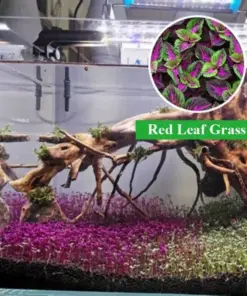 Red Leaf Aquarium Ground Cover Plant Seeds - 1000+ Count - Fast Growing Aquatic Plant for Fish Tanks - Image 1